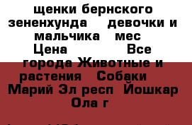 щенки бернского зененхунда. 2 девочки и 2 мальчика(2 мес.) › Цена ­ 22 000 - Все города Животные и растения » Собаки   . Марий Эл респ.,Йошкар-Ола г.